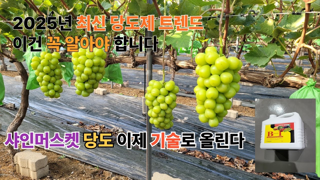 당도증가제 농가체험 충격적인 결과  지금까지 이런 당도증가제는 없었다 샤인머스켓 농장방문 결과 보여드립니다