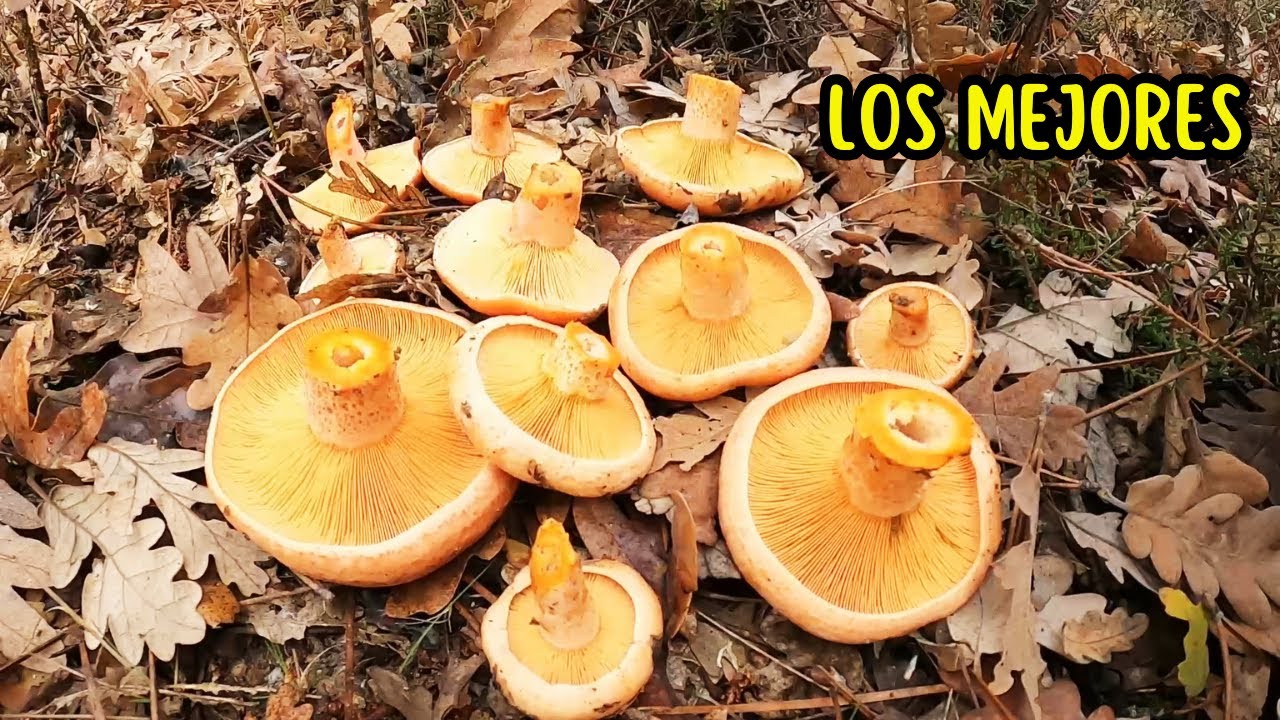 &iexcl;Incre&iacute;ble! As&iacute; encontr&eacute; los MEJORES N&Iacute;SCALOS de la temporada 🍄🔥