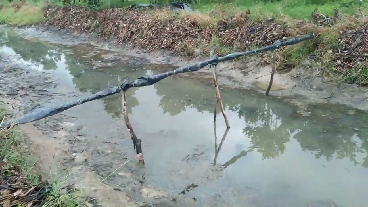 Bắt cá đồng 