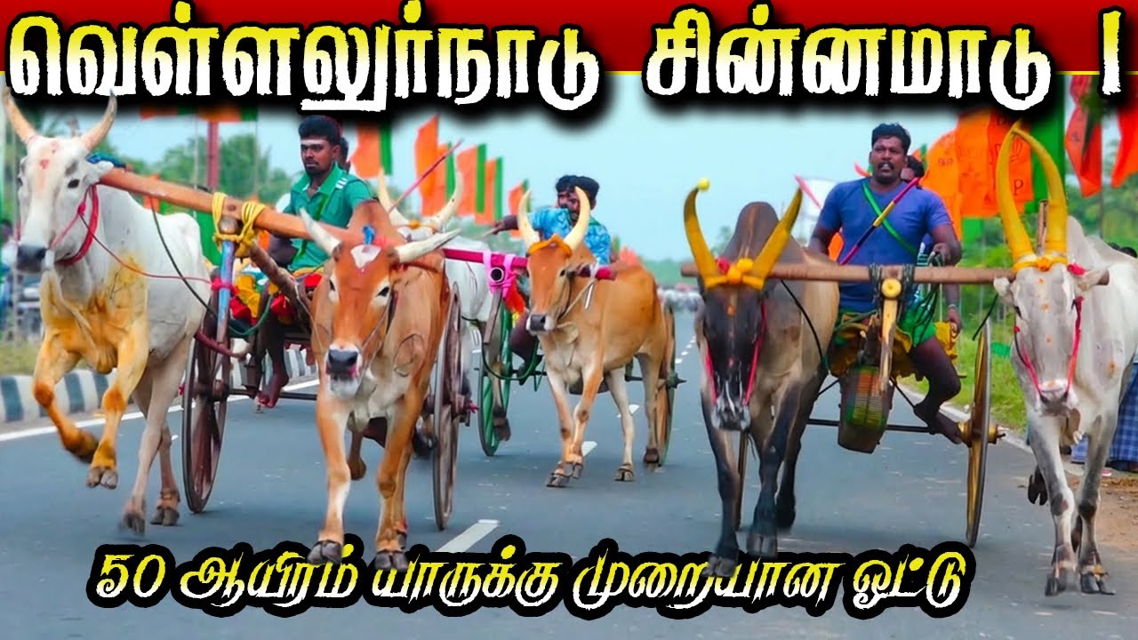 வெள்ளலூர்நாடு நடுமாடு  26/12/2025 VELLALURNADU CHINNAMADU PART 1 #krish_studio_kattumavadi #ksk_rek