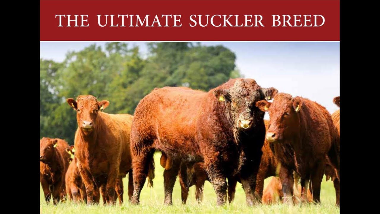 Salers Sale at Castle Douglas Saturday 5th November’22