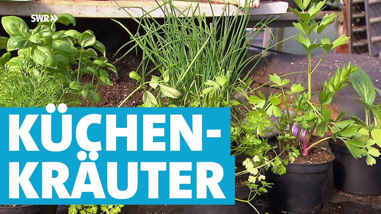 So gedeihen Ihre Küchenkräuter prächtig! | Landesschau Rheinland-Pfalz