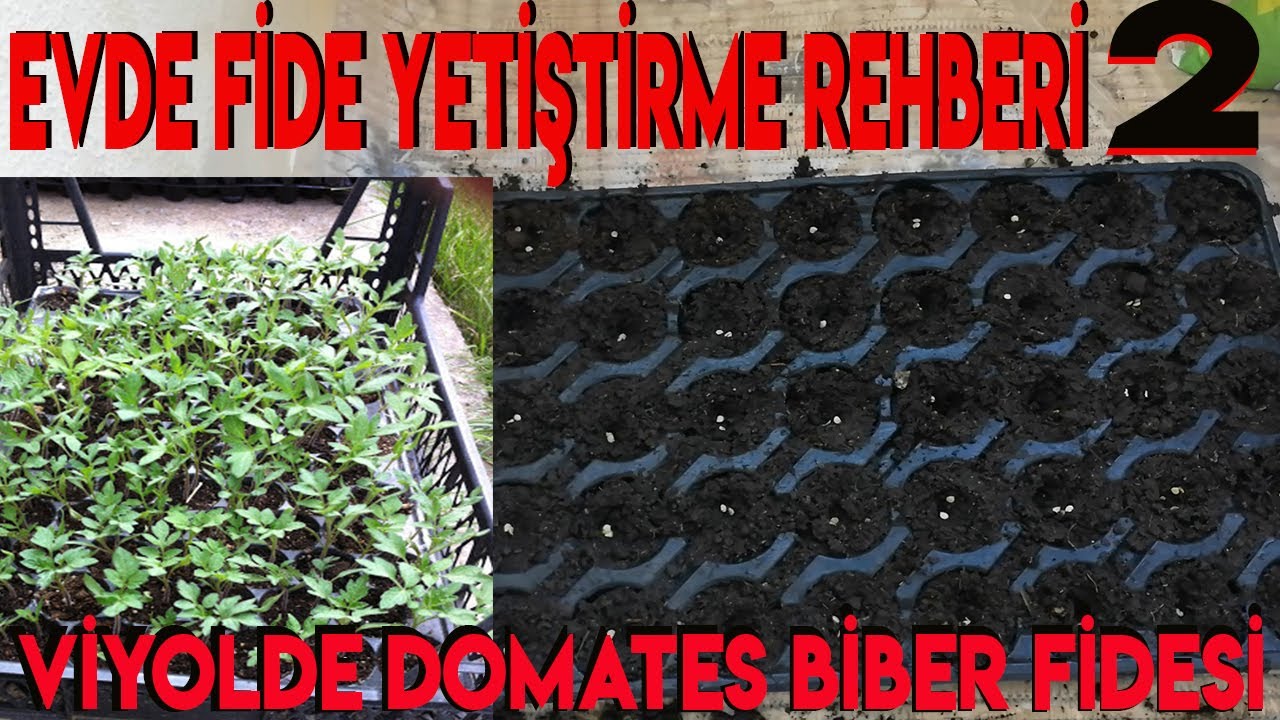 Evde Fide Yetiştirme Rehberi #2 ( Viyollerde T&uuml;pl&uuml; Domates Biber fidesi Yetiştirme)