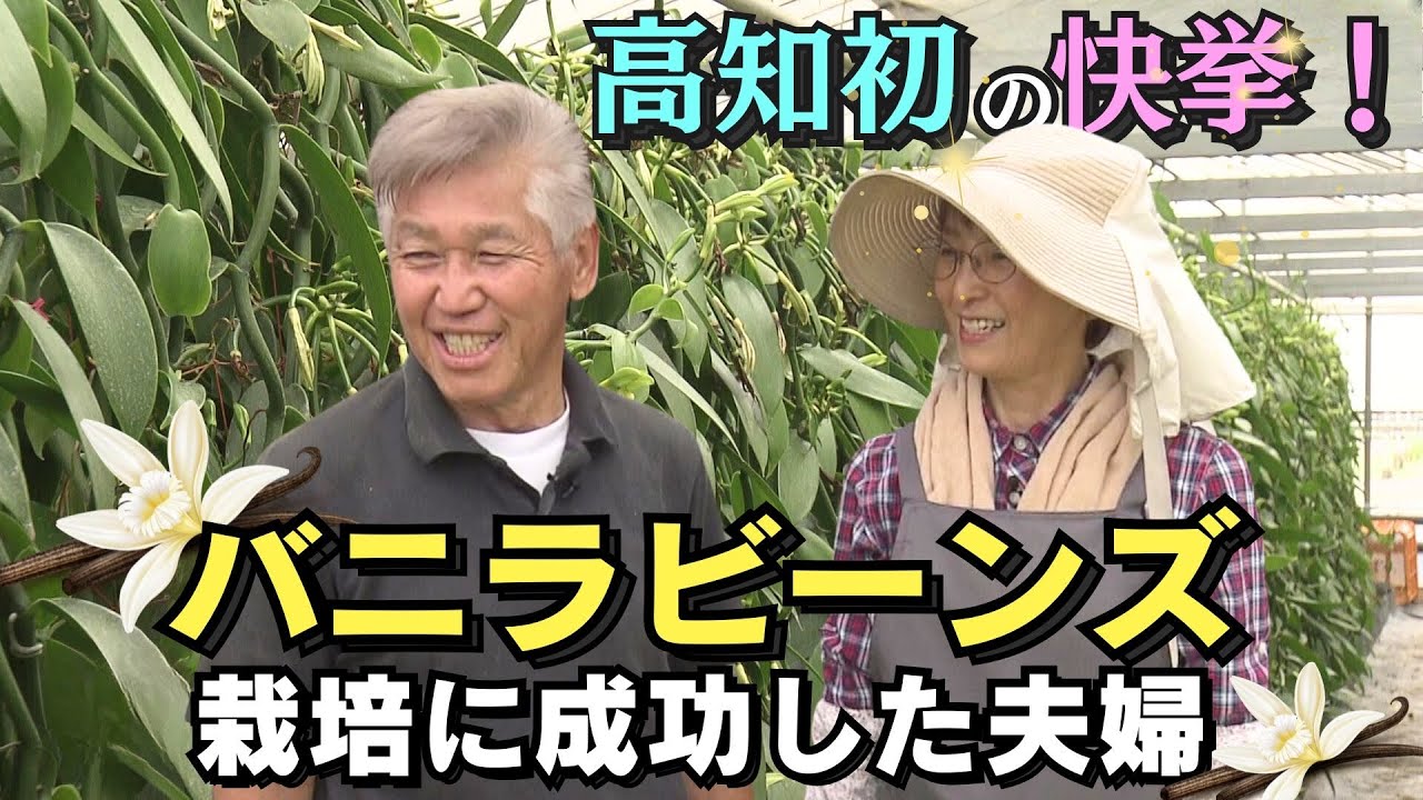 高知初！バニラビーンズの栽培に成功した夫婦 成功の裏側に迫る