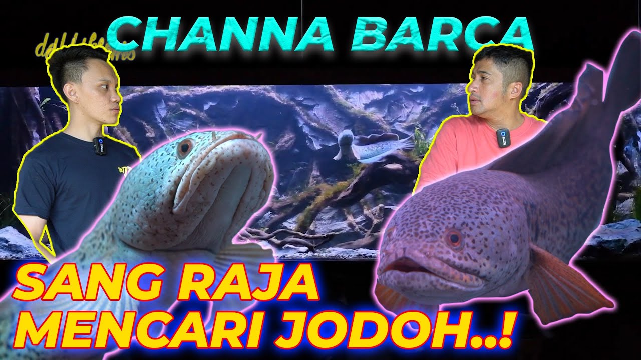 #EPS01 JODOH CHANNA BARCA | PERJODOHAN SANG RAJA CHANNA BARCA DEHAKIMS
