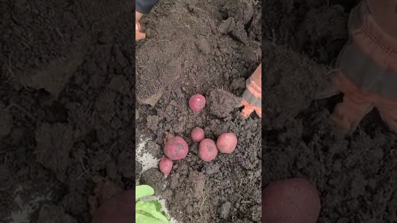 Red Potato Harvest!! 2022..Im just a amateur at this..
