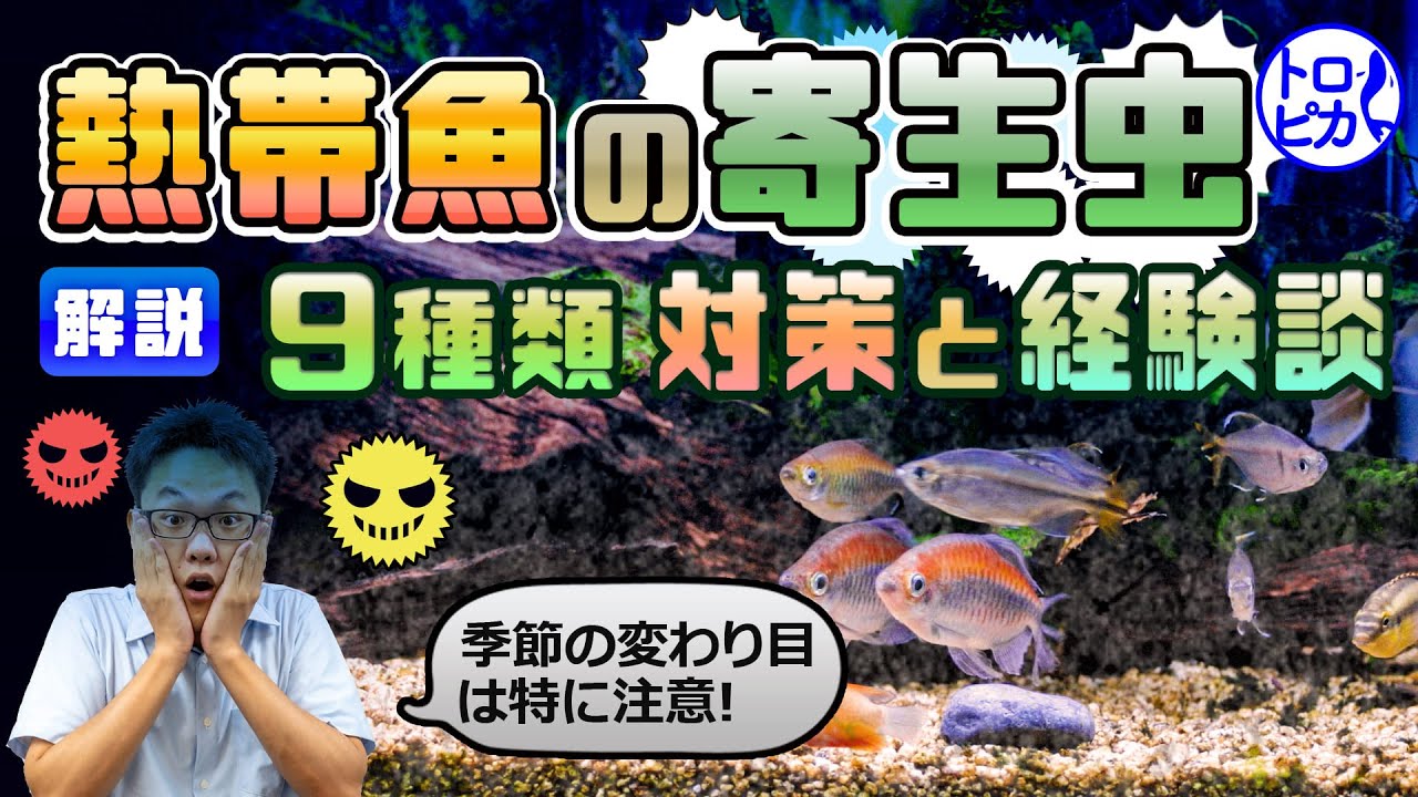【閲覧注意】熱帯魚につく寄生虫9種類と対策！経験談も語ります