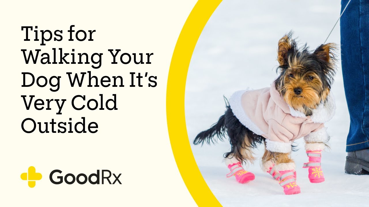 6 Tips for Walking Your Dog in Cold Weather | GoodRx