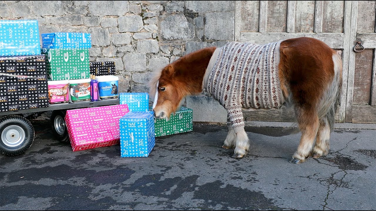 NAF & Natural VetCare Christmas Video 2022