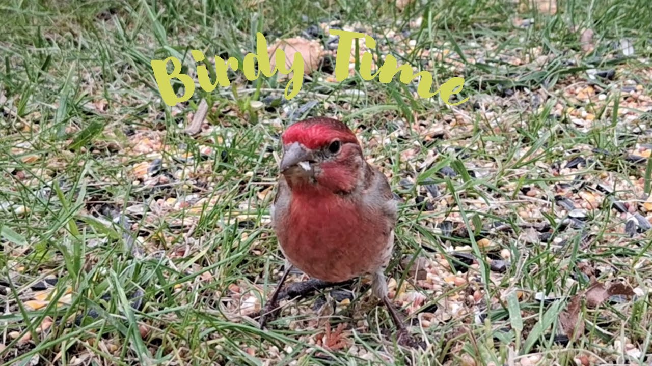 Wild Birds & Chipmunk Eating Seed