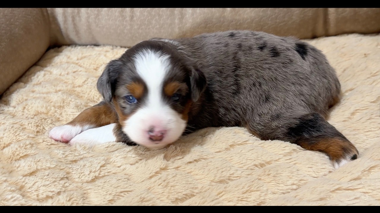 Jasmine's Litter 4 Weeks Old