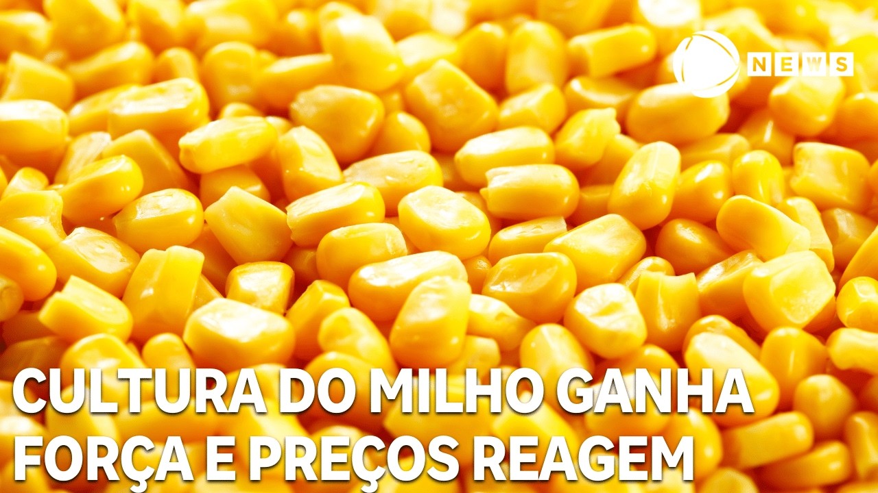 Cultura do milho ganha força e preços reagem no mercado brasileiro