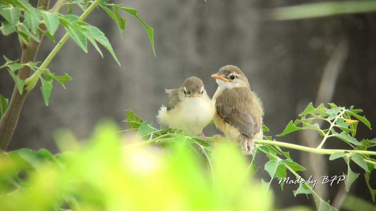 褐頭鷦鶯幼鳥離巢/Plain Prinia's Chicks Leaving out Nest