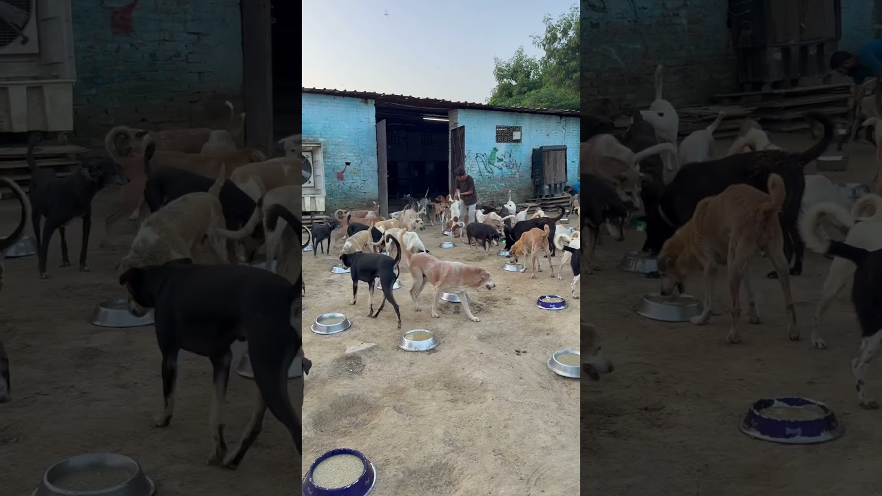 #love #humanity #animals #jagritimishra #help