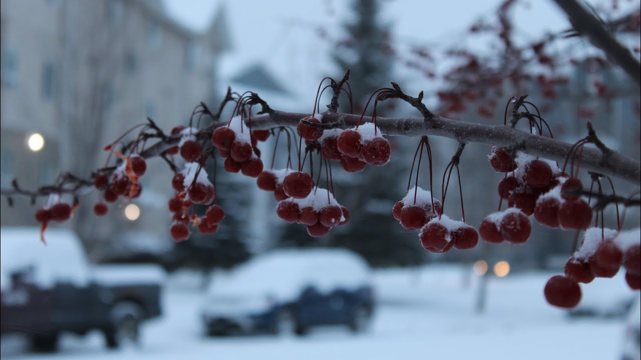 A typical snowy morning in Saskatoon Canada 🇨🇦 ❄️☃️(-15C)