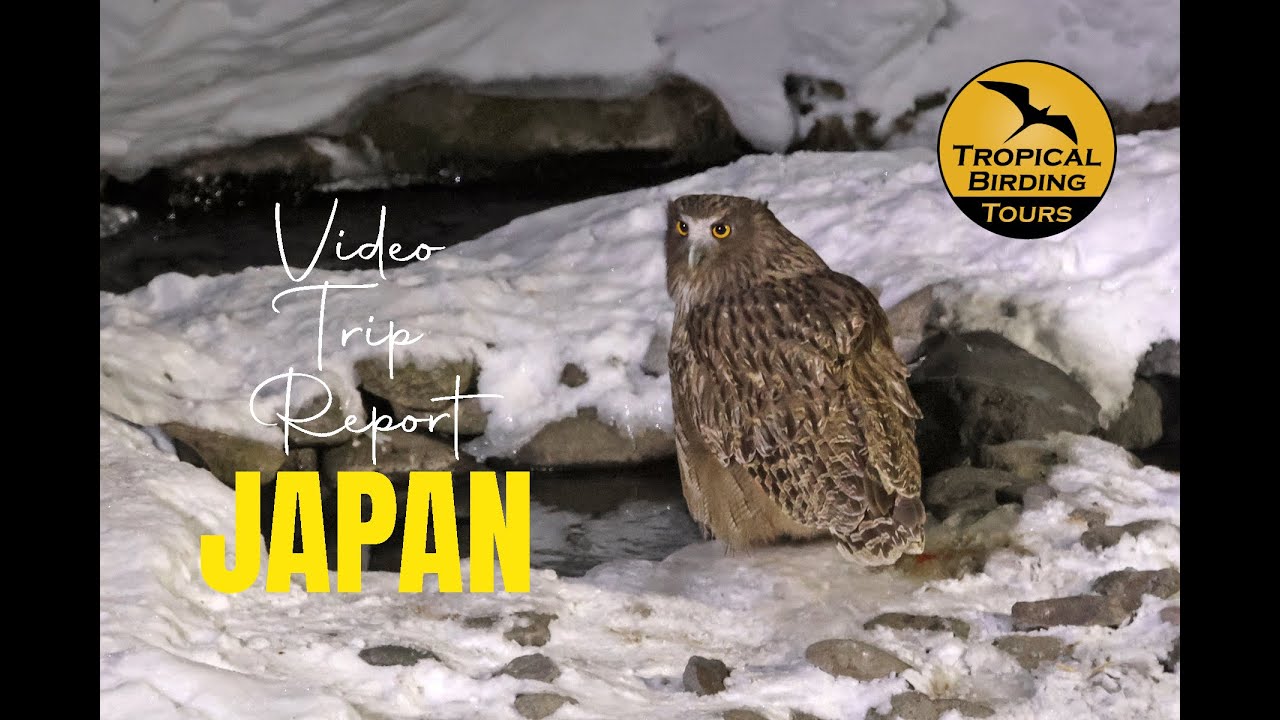 JAPAN IN WINTER - Video Trip Report