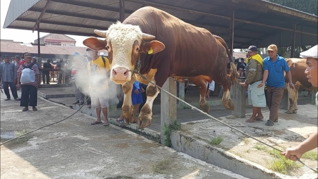 KUMPULAN SAPI NGAMUK BIKIN GEGER‼️🔥