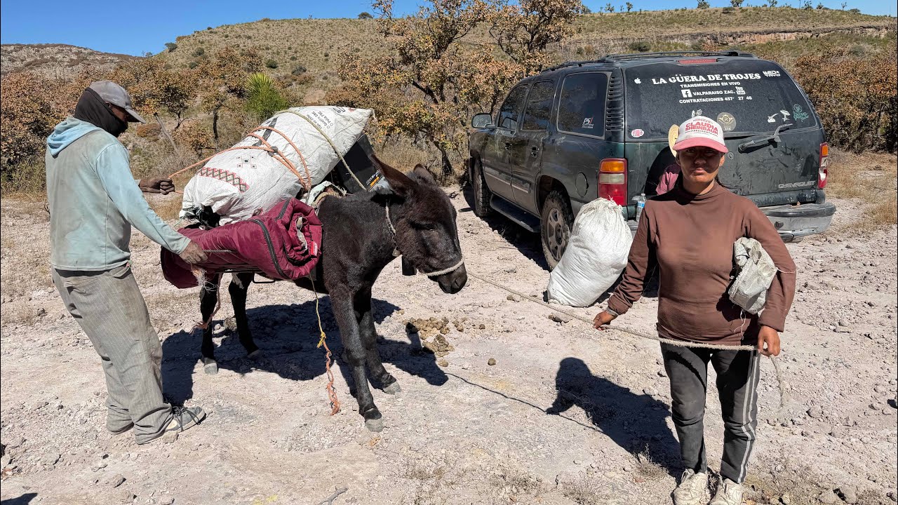  Oro negro  en la sierra parte2