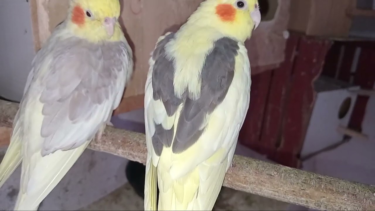 Vô te que vender mas uma aves minha