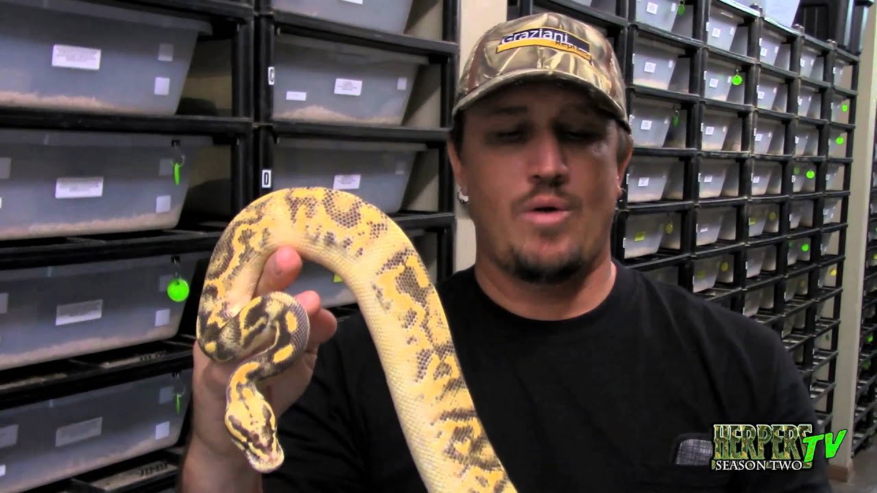 History of the ball python craze with Greg Graziani - HerpersTV S2:Ep18