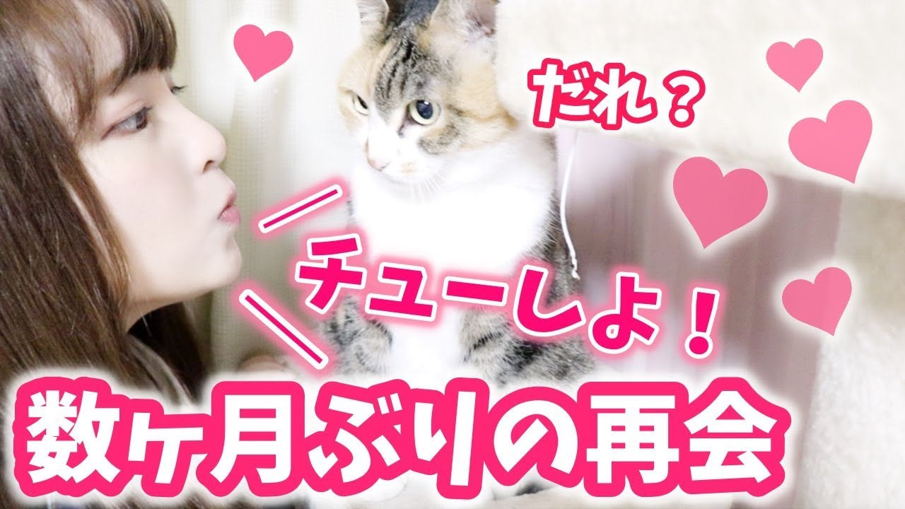 実家に帰ることになりました。〜大好きな猫様との数ヶ月ぶりの再会〜