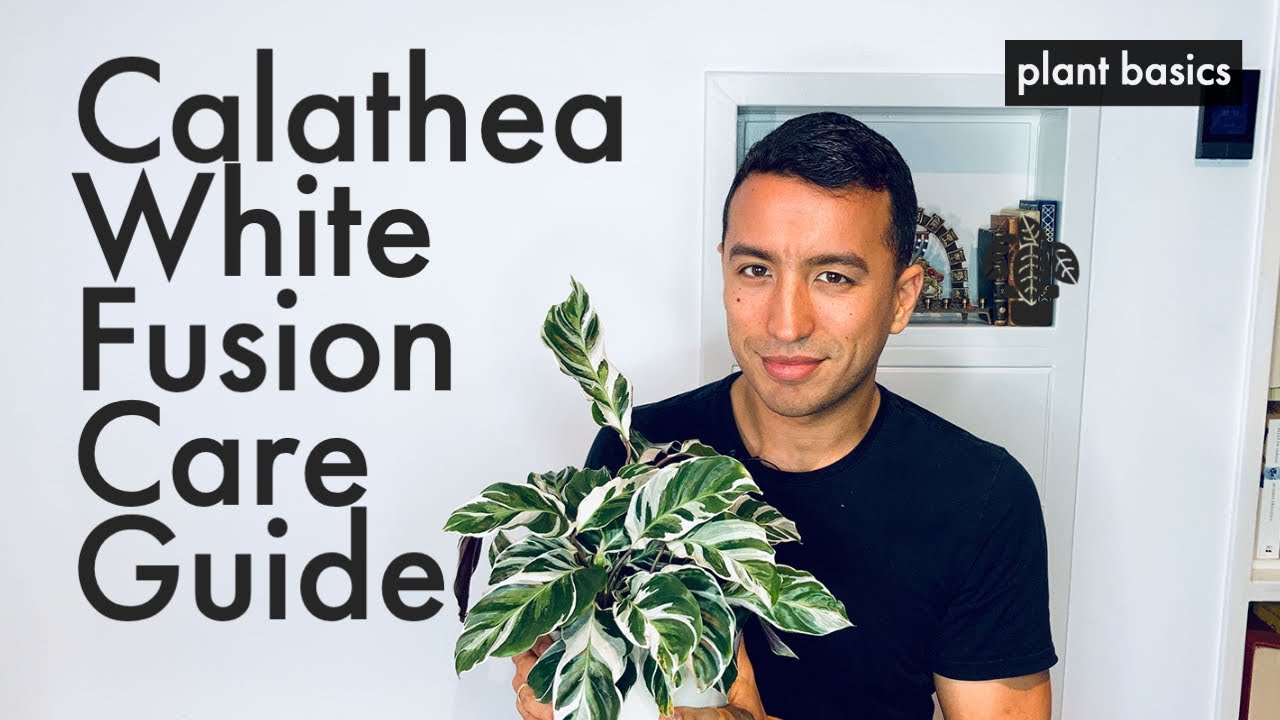 Calathea White Fusion Care Guide