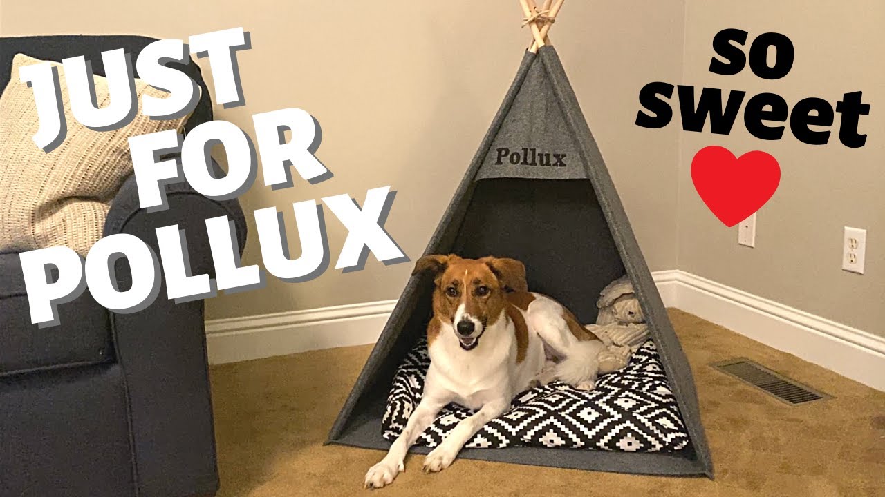 POLLUX GETS HIS VERY OWN TENT!