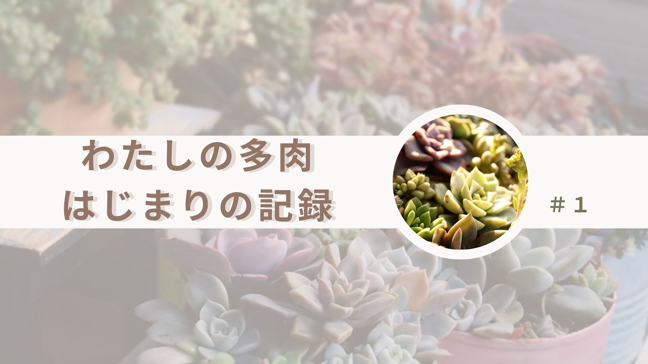わたしの多肉　はじまり記録