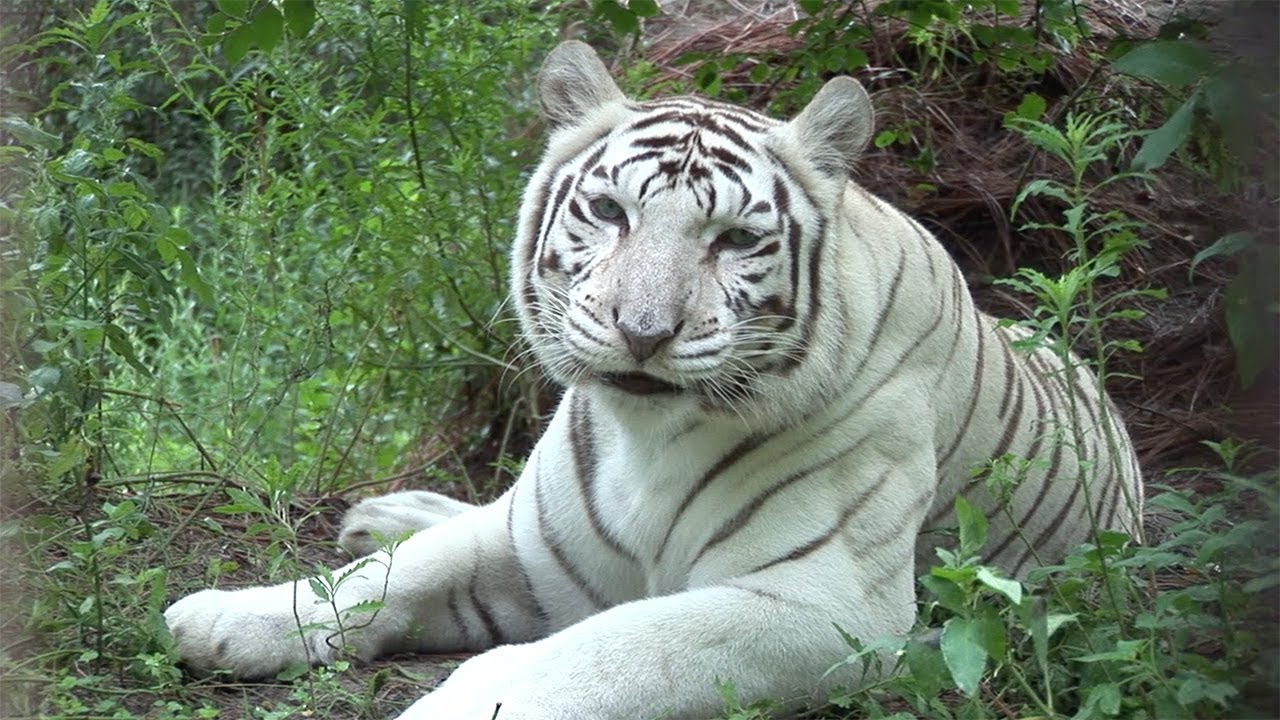 Lion Reunites With His White Tiger