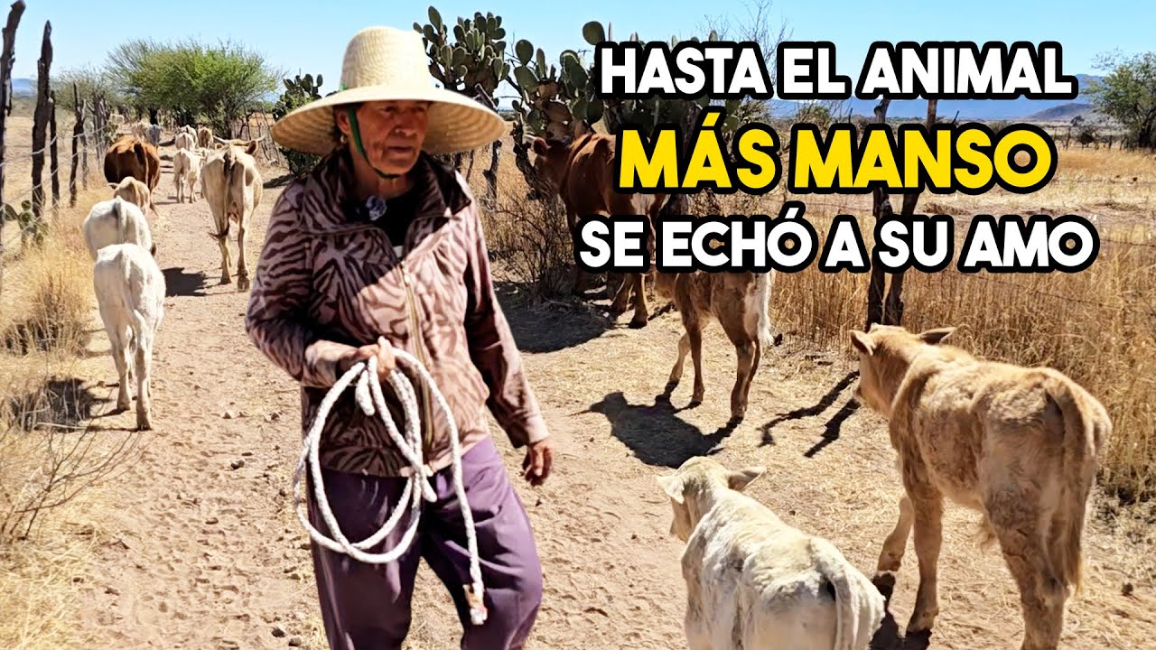 DOÑA RAQUEL de 75 AÑOS CAMINA KILOMETROS para CUIDAR SUS VACAS