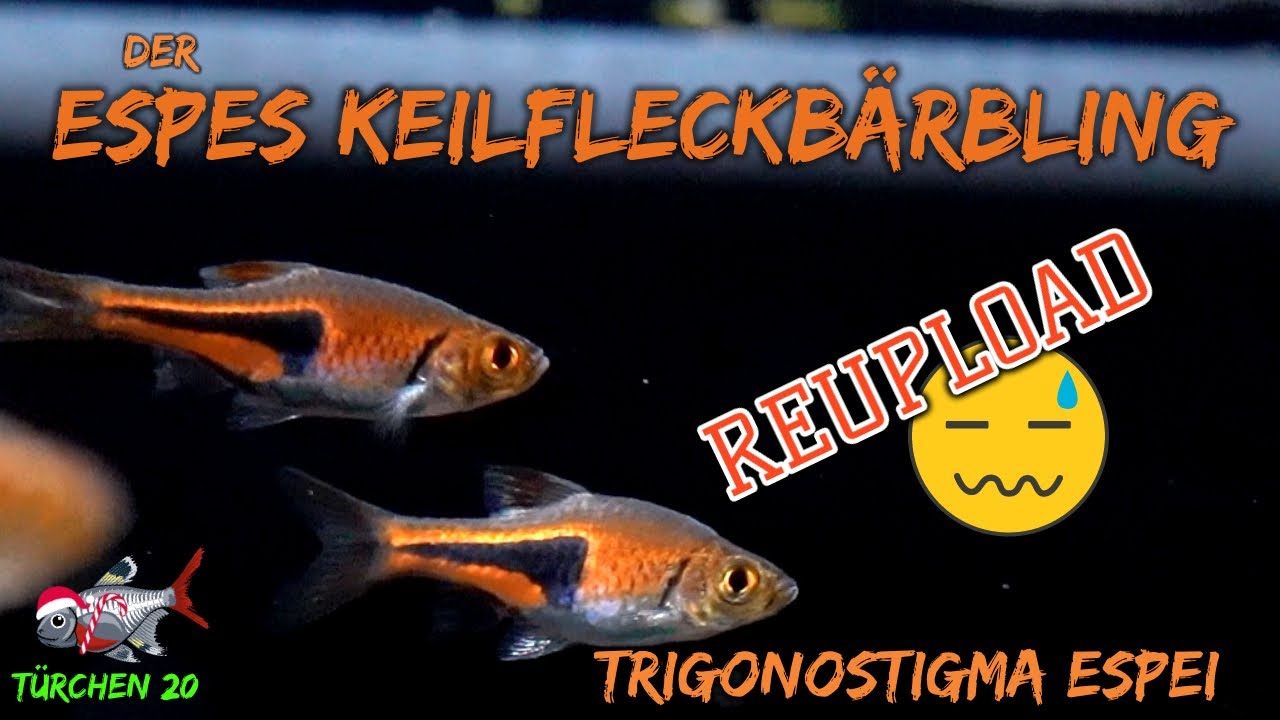 Espes Keilfleckbärbling - Trigonostigma espei | Reupload | ADVENTdicted! Adventskalender| Türchen 20