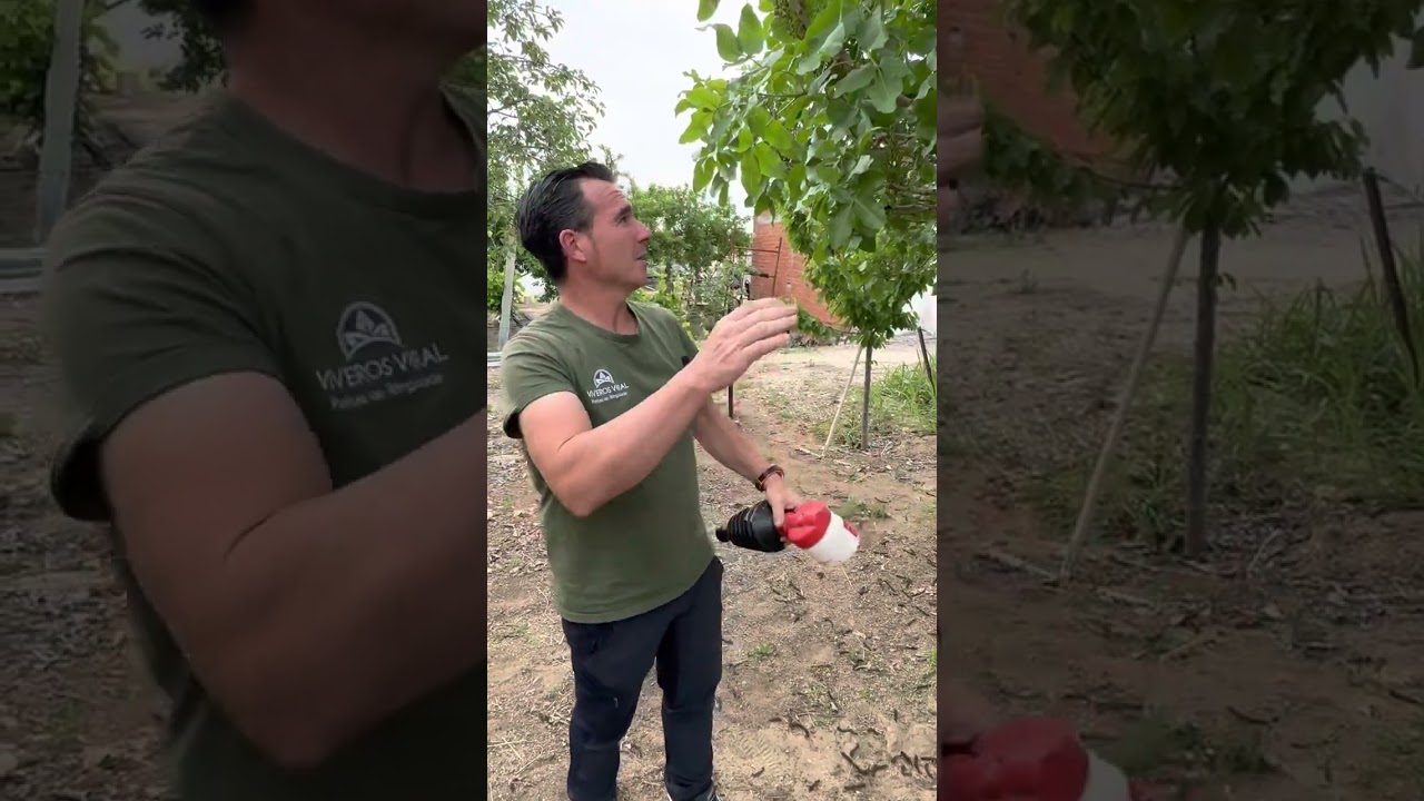 No funcionó Polinizar nuestros Pistachos, cogiendo polen y dándolos con un fuelle