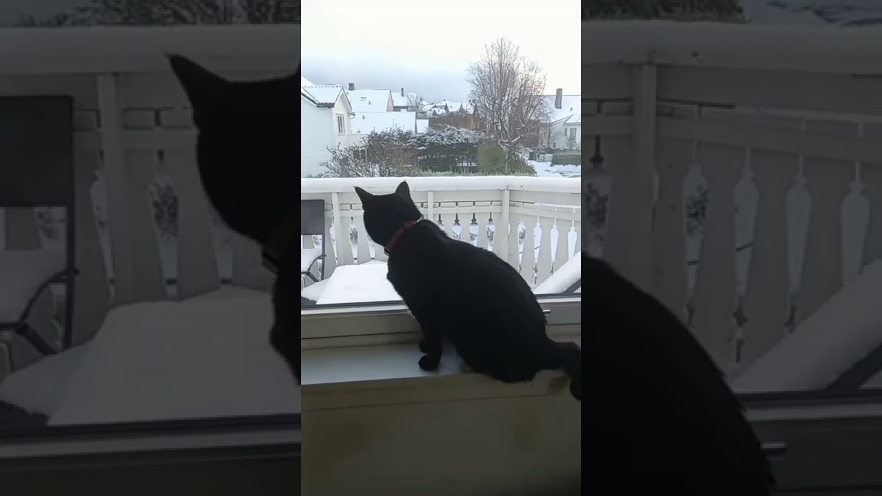 My Cat's first Snow #Cat #catlover #cat life # cat_of_world #Norway #wintermood