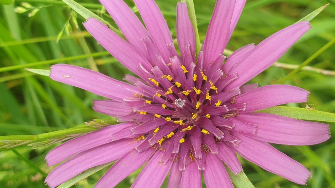 Salsify, Oyster Root, Tragopogon SP