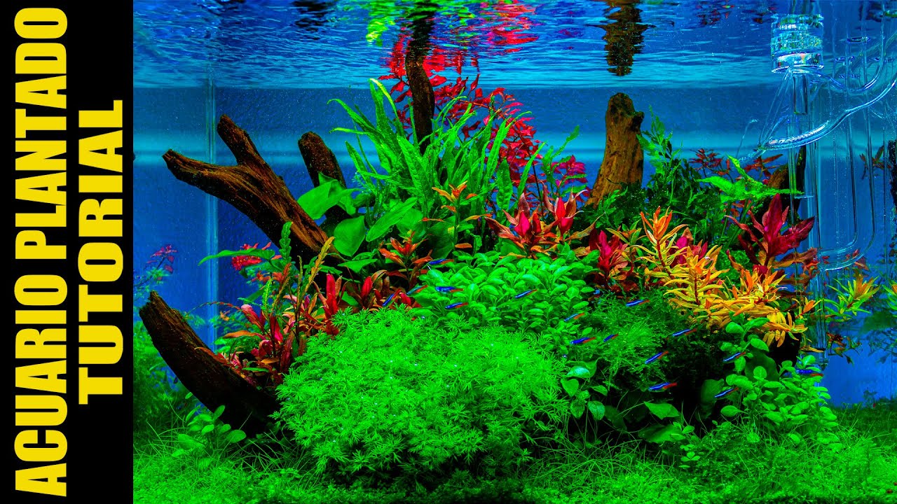 ACUARIO AQUASCAPING 60CM| PLANTADO PASO A PASO | AQUAWAI
