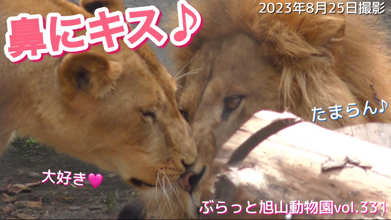【今日のライオン】鼻鼻キス🩷イオにキュンする夫。オリトとぐるぐる回る子誰だ？暑い日は静かに遊ぶ♪vol331@旭山動物園/Hot day,lion's heart beats to his wife