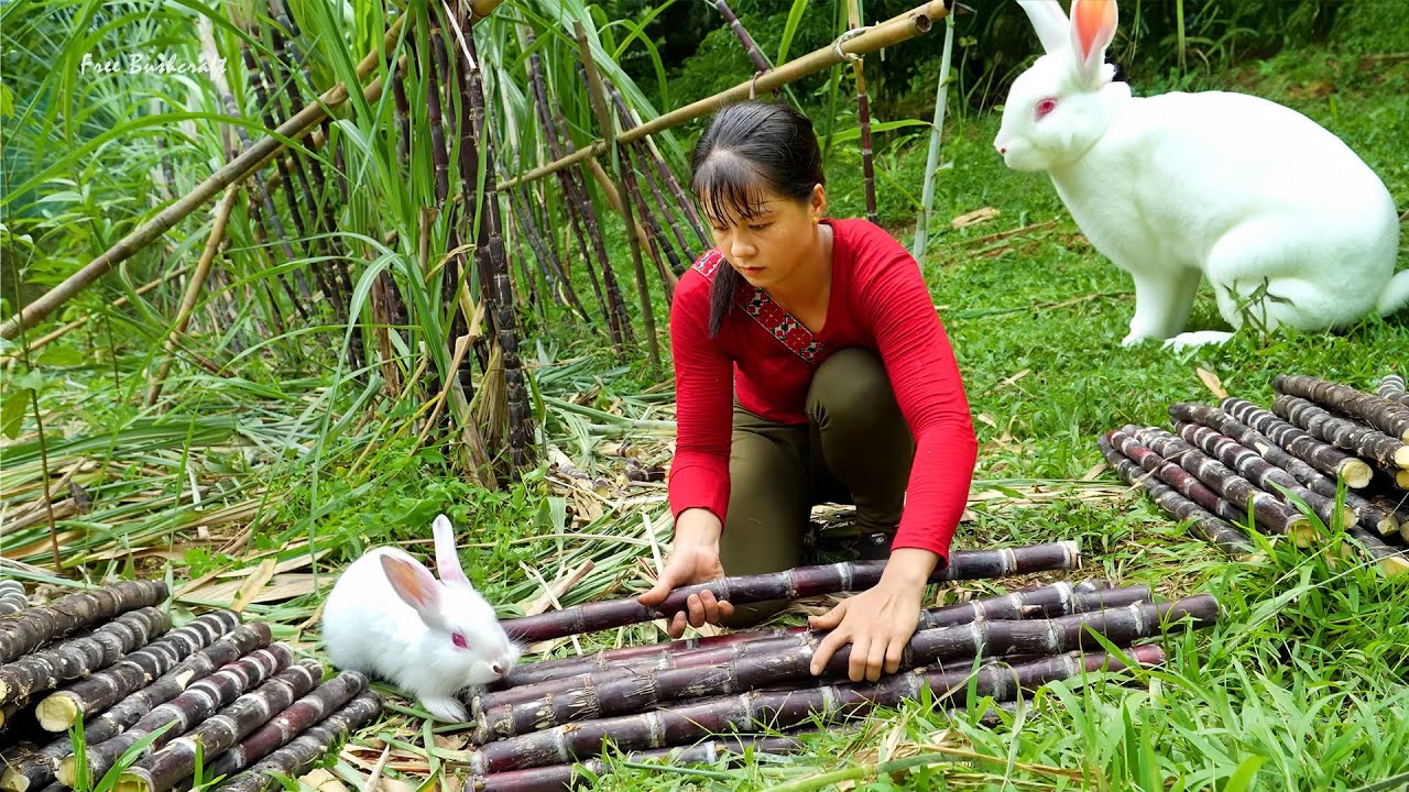 Harvesting Purple Sugar Cane Goes To Market Sell - Grow Vegetable | New Free Bushcraft