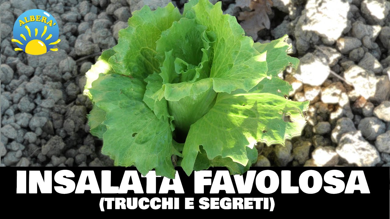 INSALATE FAVOLOSE (TUTORIAL, TRUCCHI E SEGRETI), LATTUGHE, INDIVIE, CICORIE, VALERIANA ETC.