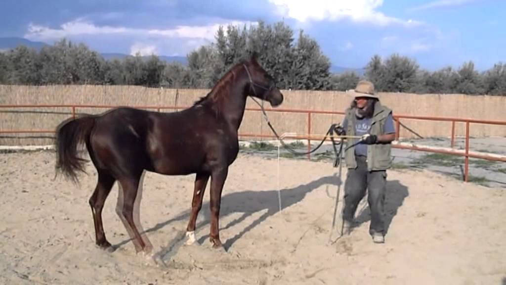 STAVROS STEVE VERGIS: Basic ground work Rih Hayyan final.mpg