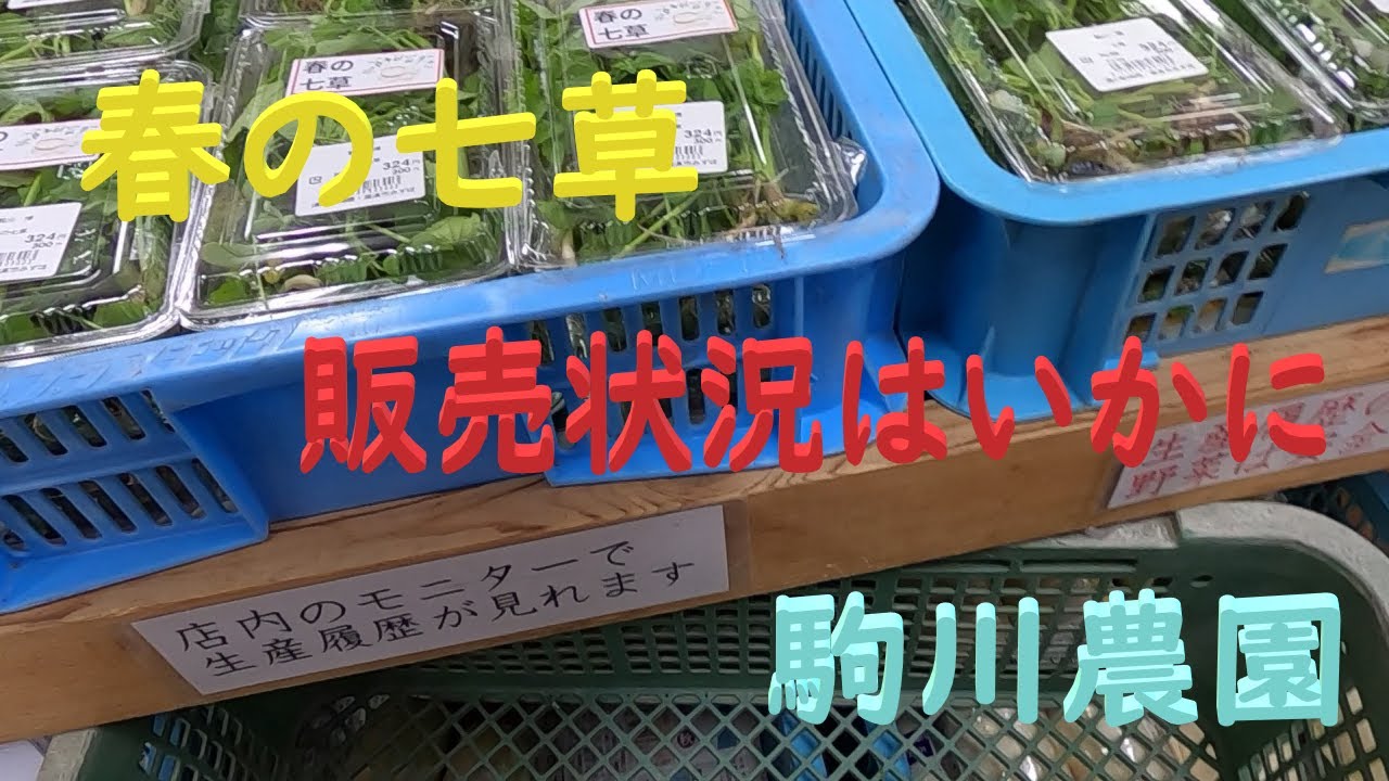 春の七草出荷・販売状況　邑南町　駒川農園　23.1.5