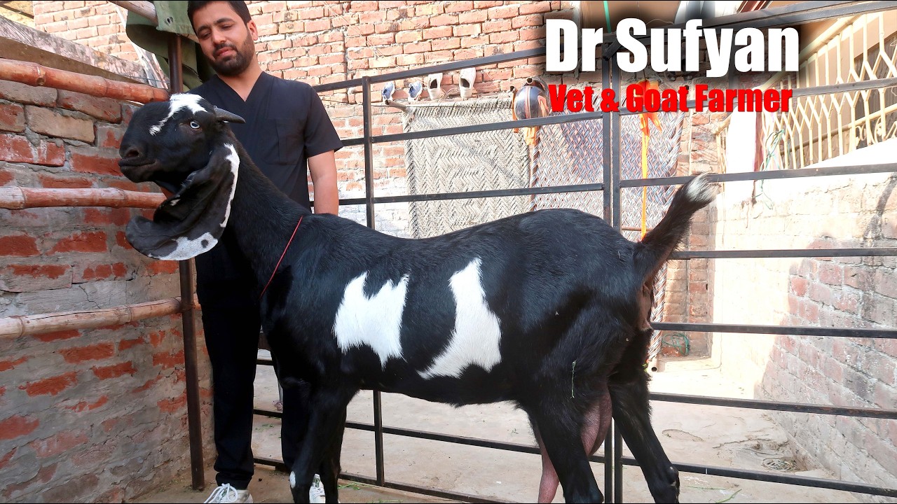 Meet Dr Sufyan The Vet Who Is Also A Goat Farmer Lahore 2026