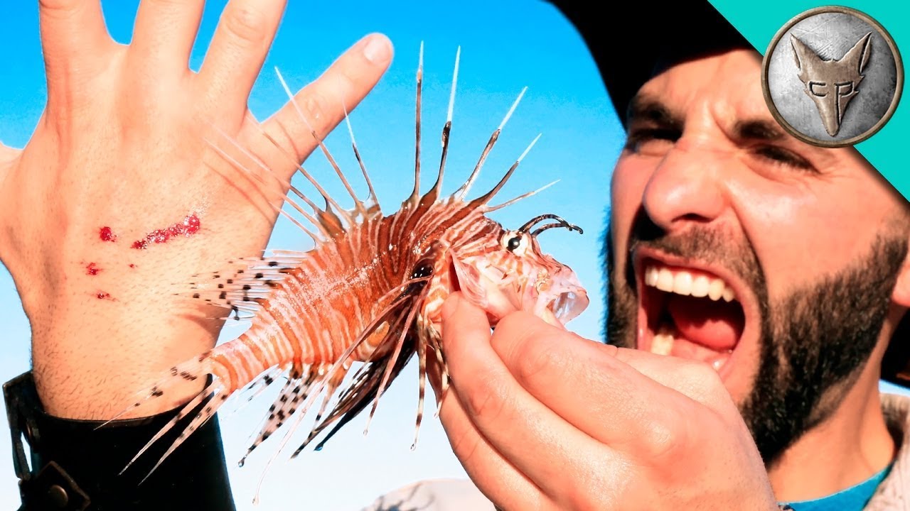M-a înțepat un leu roșu cu un ac! Peștele otrăvitor periculos vă înțeapă mâna! Red lionfish