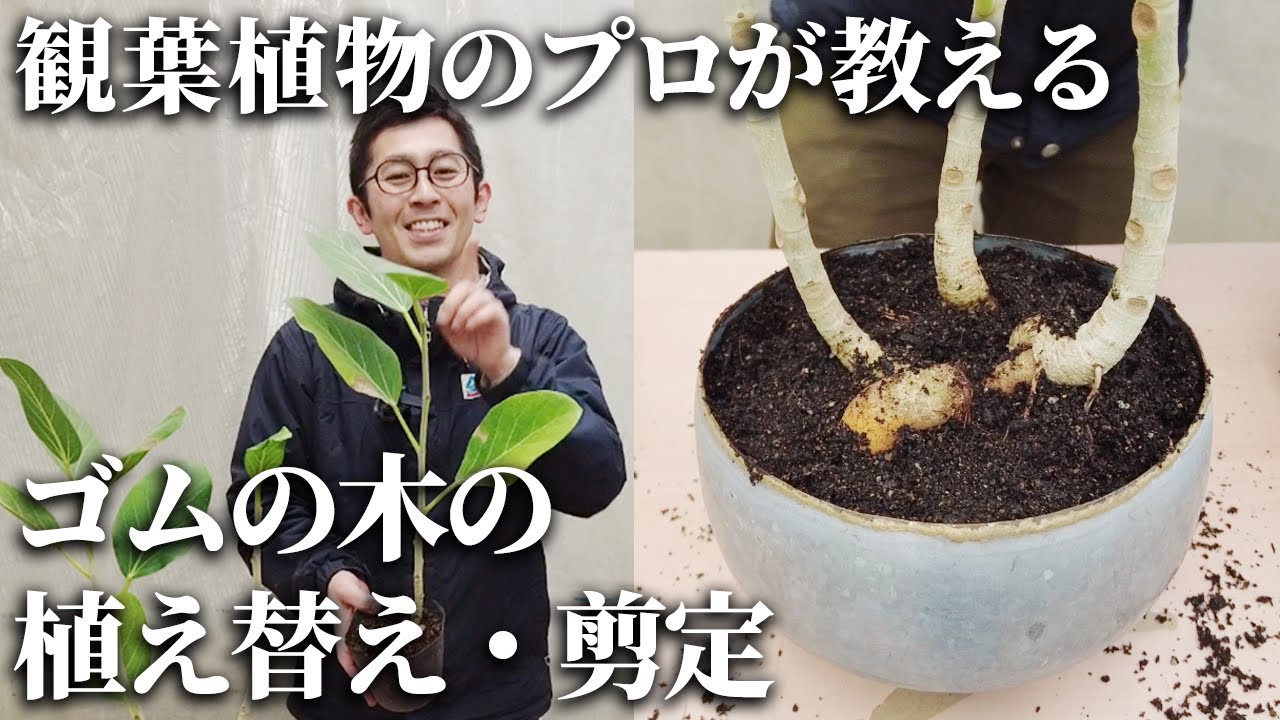 【観葉植物のプロが教える】傷んだゴムの木を剪定・植え替えして復活！