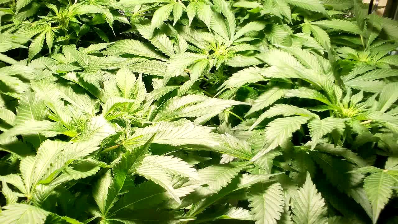 When to change your DWC water