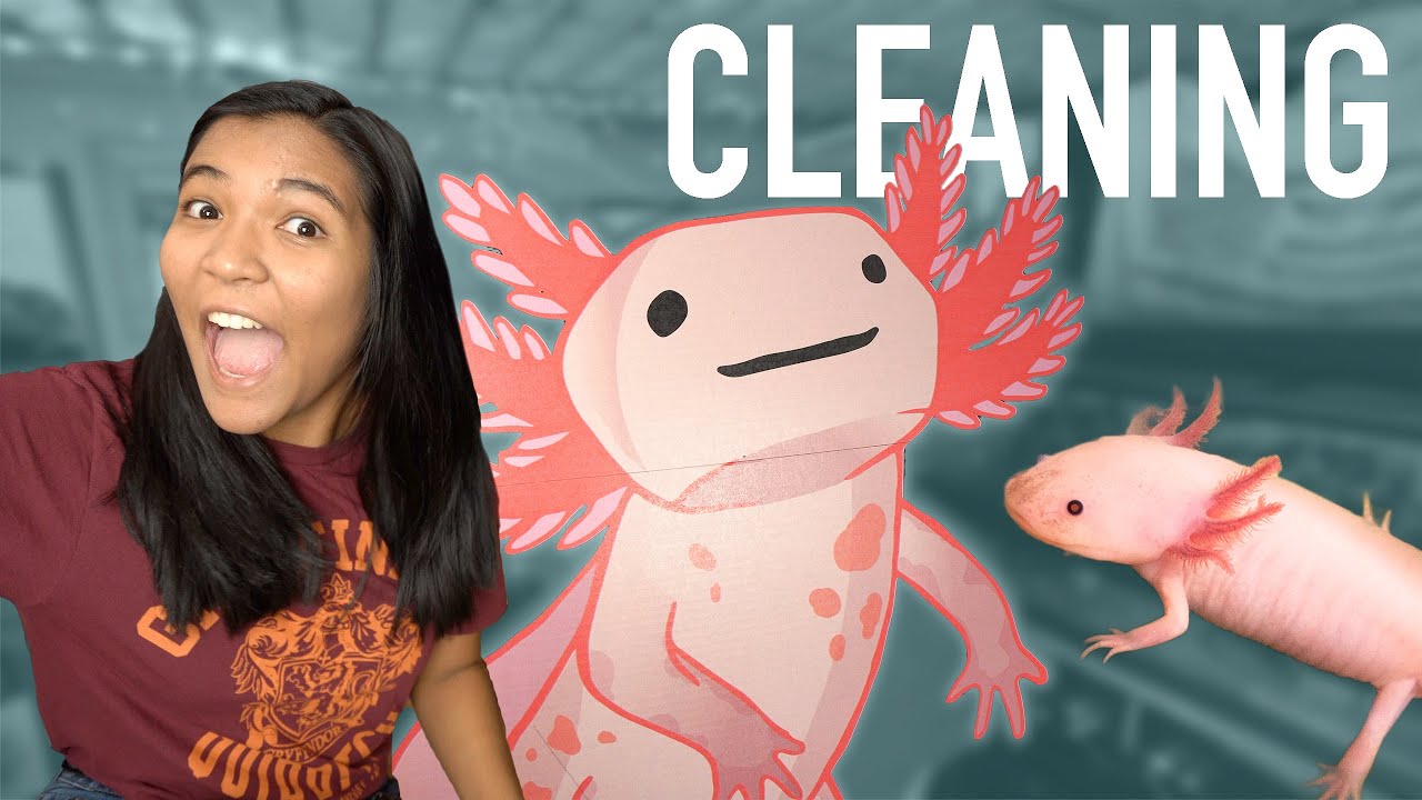 Cleaning my AXOLOTL Tank!