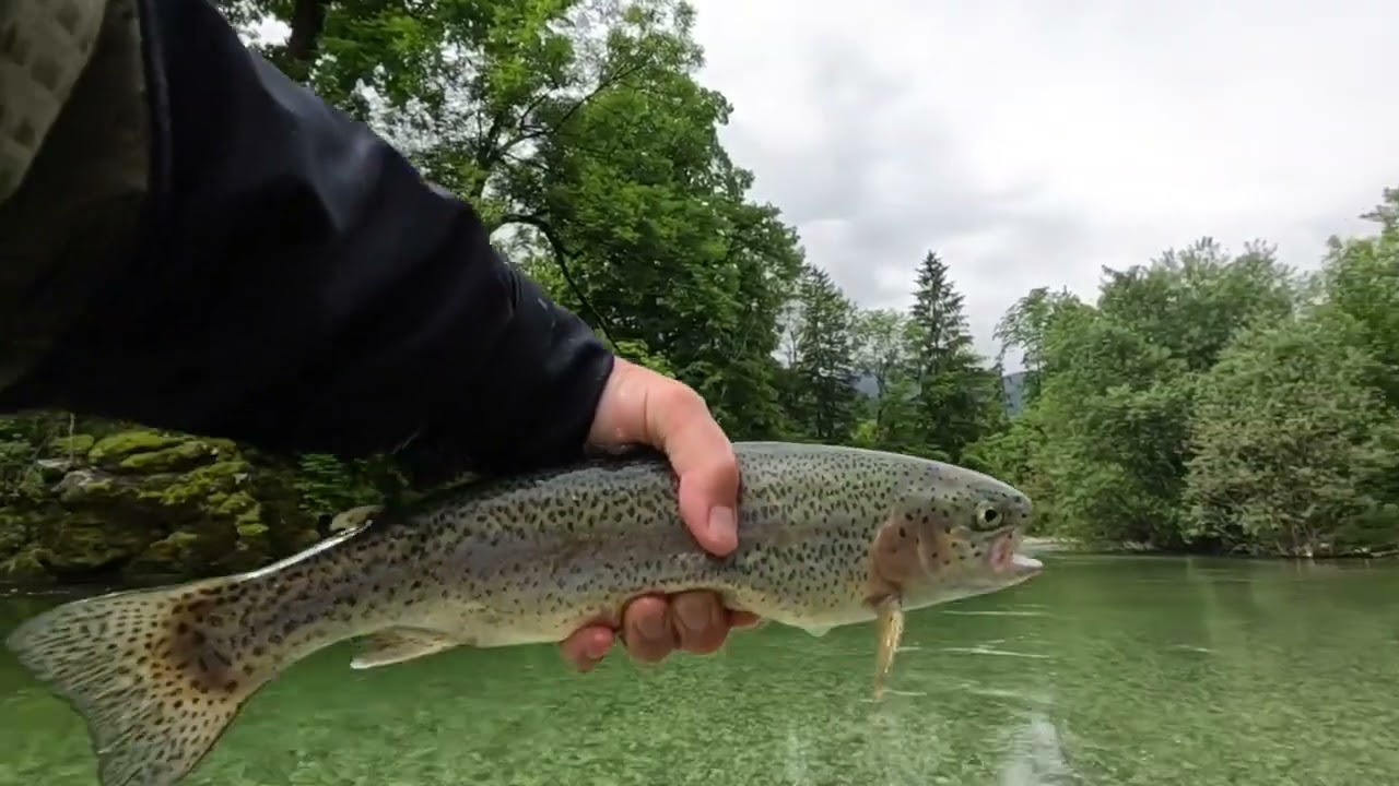Day Session on Sava Bohinjka, Slovenia @flyfishingslovakia7872