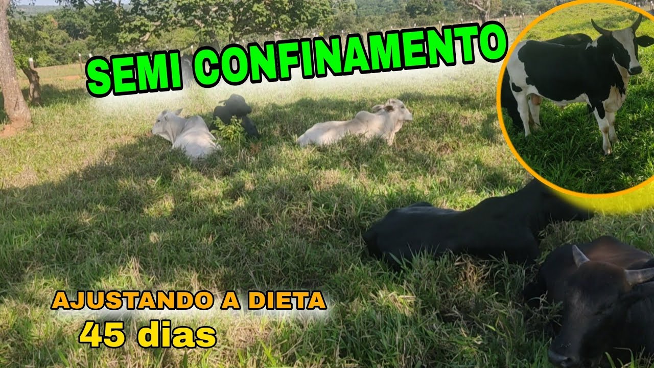 🛑 SEMI CONFINAMENTO , VOU TER QUE AUMENTAR A RAÇÃO DOS BOIS , AVALIAÇÃO DE PASTAGEM