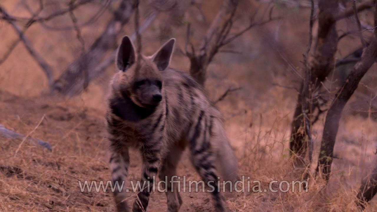 Leopard, Fox and Hyena: Rare footage of Rajasthan desert fauna
