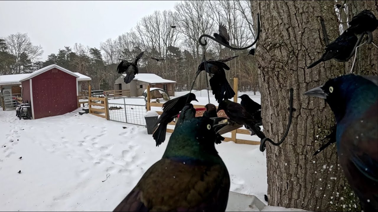 Raw Footage from the Intro to Ranch video