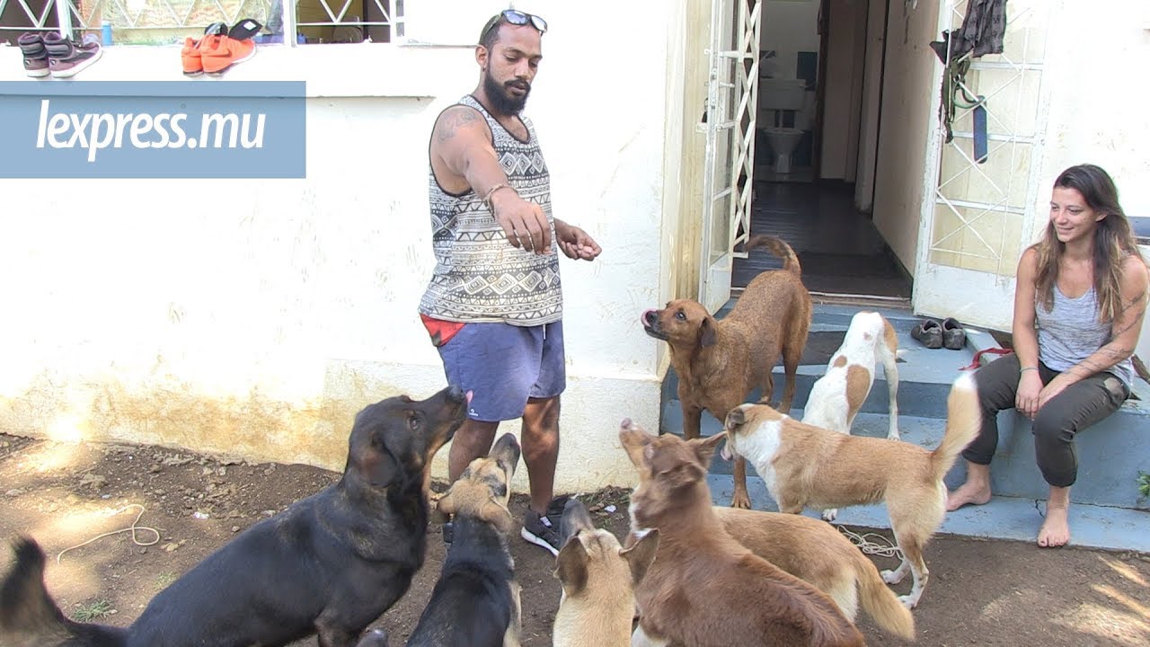 Alvin et Cindy, les anges gardiens des toutous en détresse